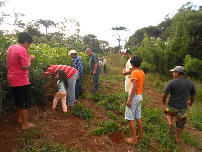 Participantes da oficina visitando o campo demonstrativo de sementes tradicionais. Avaliando a qualidade da mandioca produzida. Foto: ©Rosa Villanueva/Projeto GATI